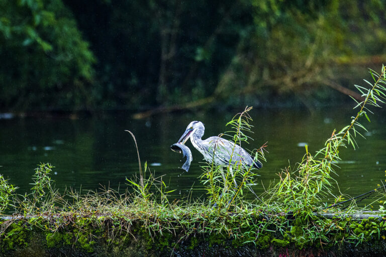 Creatures - Heron finally catches fish